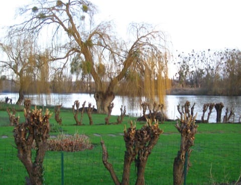 Élagage Mézy-sur-Seine