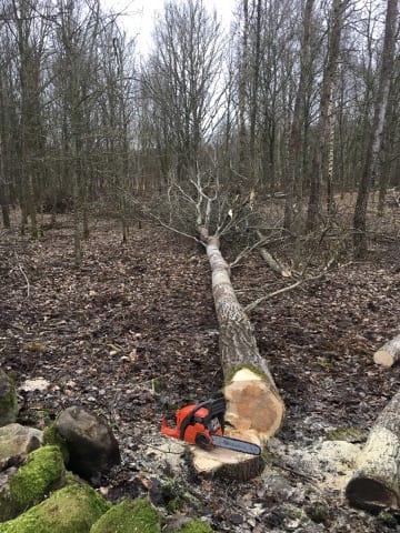 Abattage et dessouchage d'arbres Rennemoulin