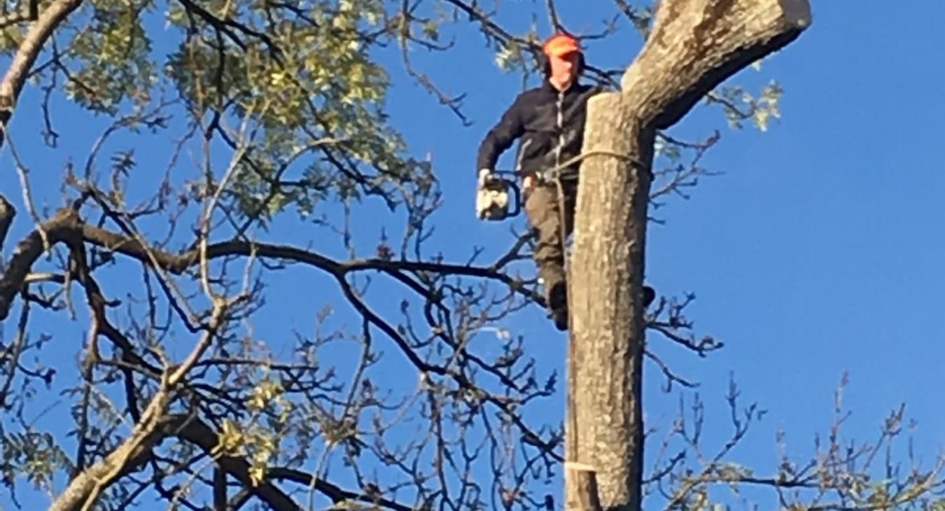 Débitage d'arbre