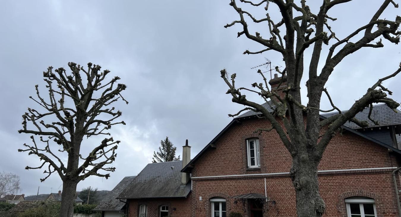 Élagage