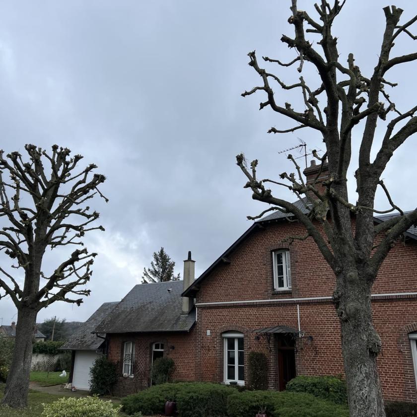 Élagage